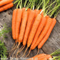 Carrot Lenka Medium Early - 1000 seeds Vesta Market