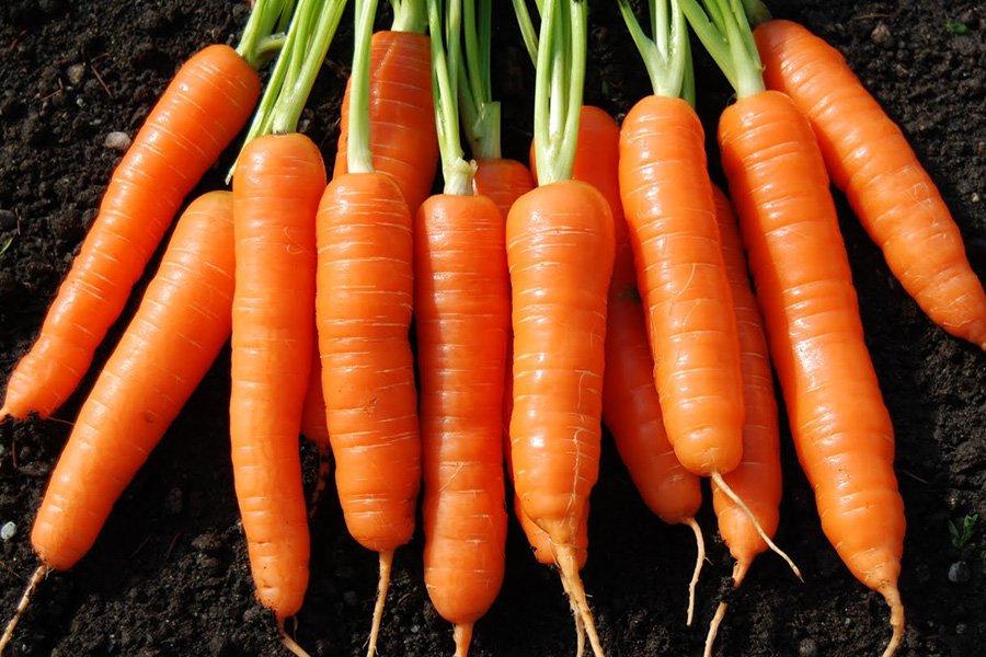 Carrot Lenka Medium Early - 1000 seeds - Vesta Market