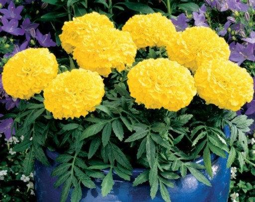 African Marigold Mona Yellow 50 seeds - Vesta Market