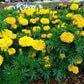 African Marigold Mona Yellow 50 seeds Vesta Market