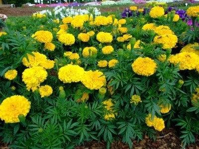 African Marigold Mona Yellow 50 seeds - Vesta Market