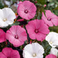 Mallow Flower Mixed Colors 50 Seeds - Vesta Market