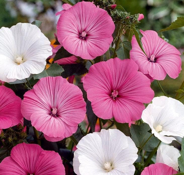 Mallow Flower Mixed Colors 50 Seeds - Vesta Market