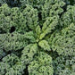 2 Grams Organic Westlandse Herfst Kale seeds - Certified Organic Seeds - Vesta Market