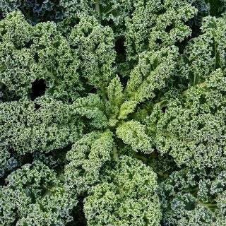2 Grams Organic Westlandse Herfst Kale seeds - Certified Organic Seeds - Vesta Market
