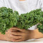2 Grams Organic Westlandse Herfst Kale seeds - Certified Organic Seeds Vesta Market