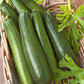 Zucchini Astra Polka 30 seeds Vesta Market