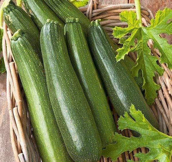 Zucchini Astra Polka 30 seeds Vesta Market