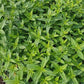 Aromatic Spearmint 100 seeds - Vesta Market