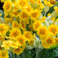 Cowslip Primrose Yellow 100 seeds Vesta Market