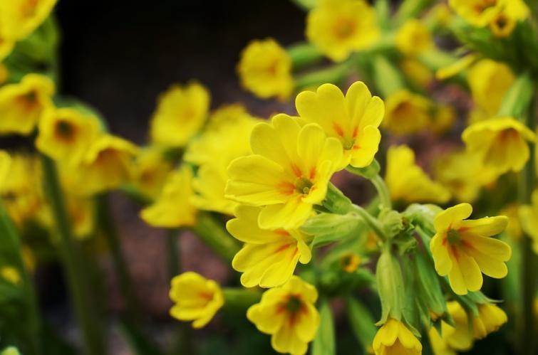 Cowslip Primrose Yellow 100 seeds - Vesta Market