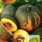 European Pumpkin Olga 20 seeds - Vesta Market