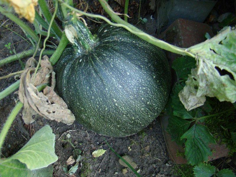 European Pumpkin Olga 20 seeds - Vesta Market