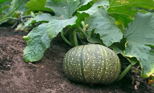 European Pumpkin Olga 20 seeds - Vesta Market