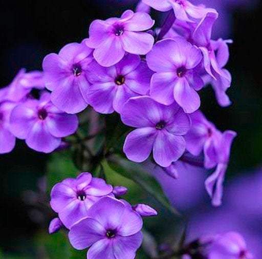 Geranium Violet 10 Seeds - Vesta Market