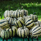 Gourd "Sweet Dumpling" 20 seeds Vesta Market