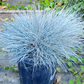Blue Fescue Grass Blue 50 seeds - Vesta Market