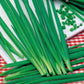 Chives Bohemia 500 seeds Vesta Market