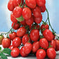 Tomato Cherry Raspberry Flavor 20 seeds Vesta Market