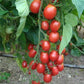 Tomato Cherry Raspberry Flavor 20 seeds Vesta Market