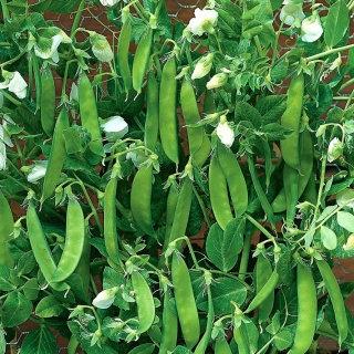 15 grams Organic Seeds Norli Snow Peas - Vesta Market