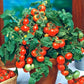 Bajaja Tomato 50 Seeds Vesta Market