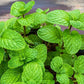 Mint Round-Leaved 100 Seeds Vesta Market