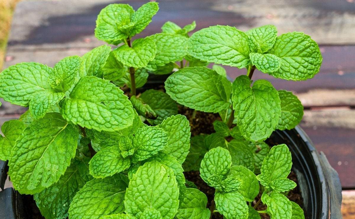 Mint Round-Leaved 100 Seeds - Vesta Market