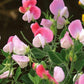 Fragrant Lathyrus Odoratus Pink Cupid 25 seeds Vesta Market