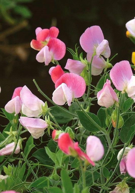 Fragrant Lathyrus Odoratus Pink Cupid 25 seeds - Vesta Market