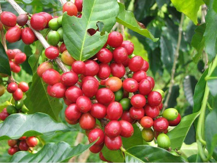 Arabic Coffee Seeds Plant Vesta Market
