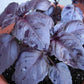 Red-Leaved Basil Seeds Vesta Market