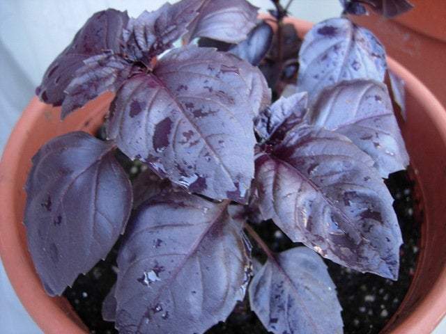 Red-Leaved Basil Seeds Vesta Market
