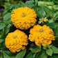 Zinnia Flower Yellow 50 Seeds Vesta Market