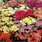 Yarrow Flower Mixed Colors 500 seeds Vesta Market