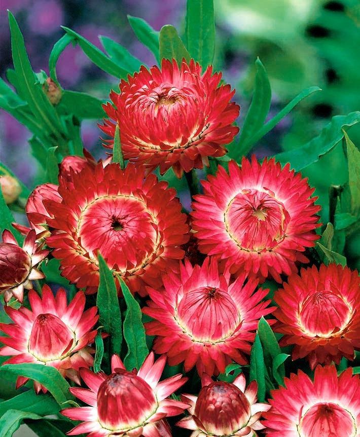 Strawflower Red 200 Seeds Vesta Market