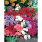 Phlox Drummondii mixed colors 50 seeds Vesta Market