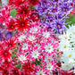 Annual Phlox Mixed Colors 100 seeds Vesta Market