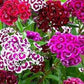 Sweet William Flower Mixed Colors 100 seeds Vesta Market