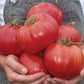 Giant Tomato BRUTUS seeds Vesta Market