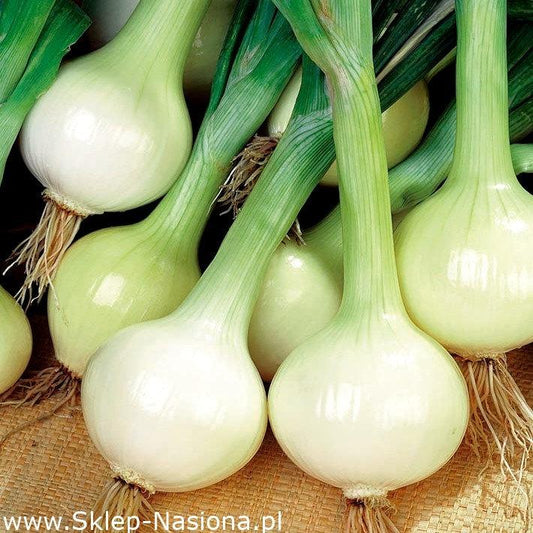 Wintering Onion 200 seeds Vesta Market