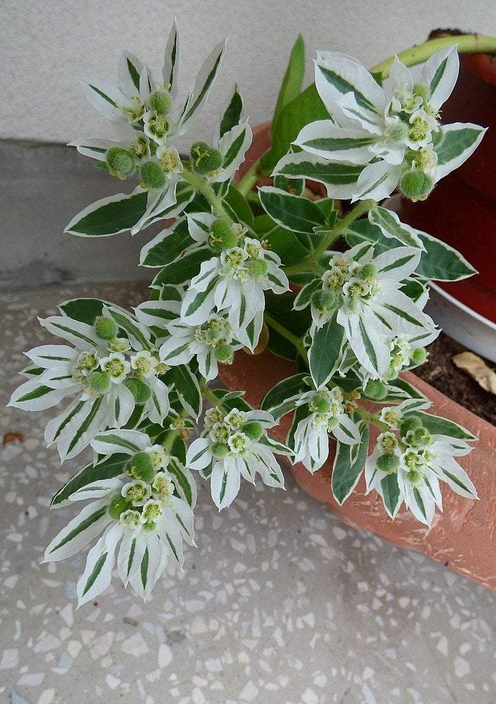Euphorbia Marginata 10 seeds Vesta Market
