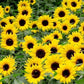 Sunflower Dwarf Bambino 30 seeds Vesta Market