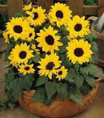 Sunflower Dwarf Bambino 30 seeds Vesta Market