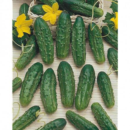 ORGANIC BIO Cornichon de Paris cucumber 200 seeds Vesta Market