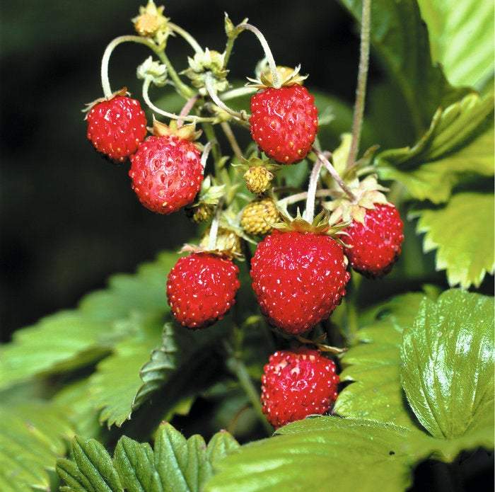 Wild Strawberry Baron von Solemacher 200 Seeds Vesta Market