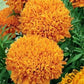 African Marigold Fantastic 50 seeds Vesta Market