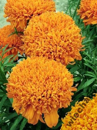 African Marigold Fantastic 50 seeds - Vesta Market