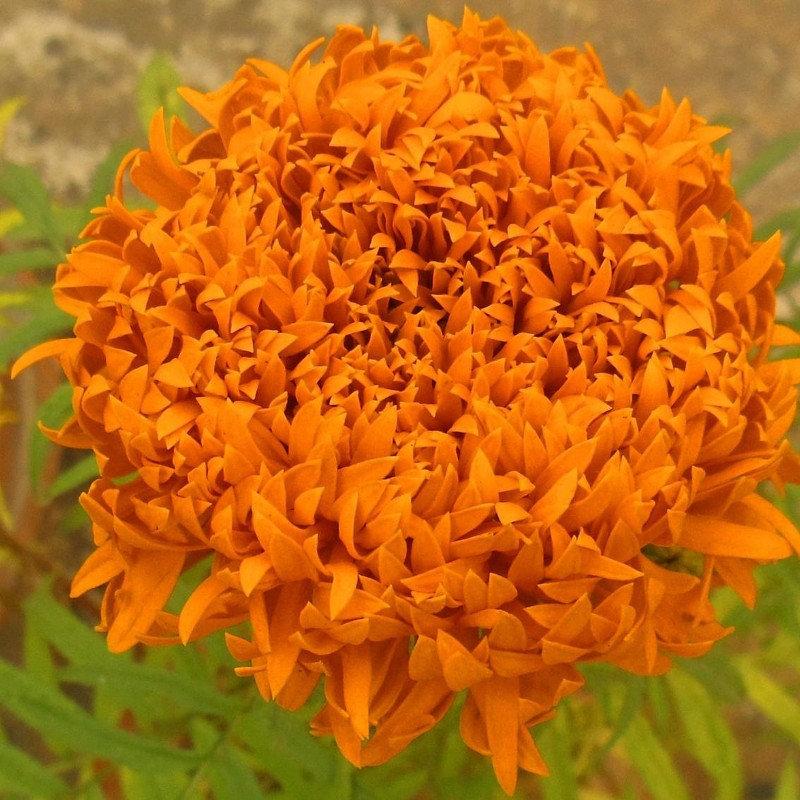 African Marigold Fantastic 50 seeds Vesta Market