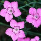 Cheddar Pink Flower 50 Seeds Vesta Market